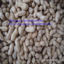 Raw Peanut Inshell Food Grade